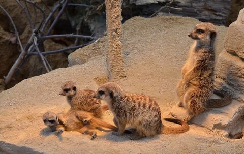 Die Erdmännchen in der Wilhelma haben Mitte September Nachwuchs bekommen. Auf der 120 Quadratmeter großen Wüstenanlage schiebt i