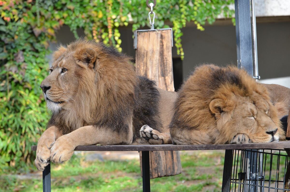 Das Brüderpaar der Asiatischen Löwen gehört zu den großen Publikumslieblingen. Eingezogen sind Shapur und Kajal in den Zoologisc