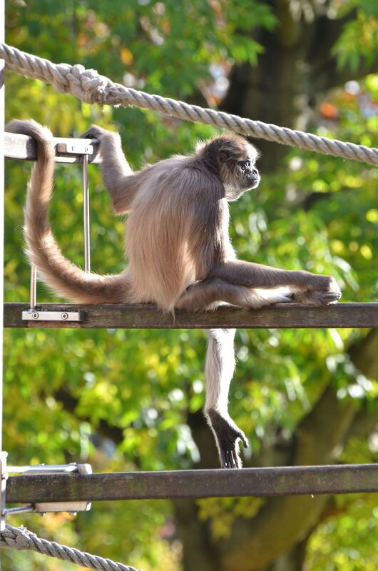 Ein Goldstirn-Klammeraffe tankt Sonnenstrahlen. Die Wilhelma hat einen Schwerpunkt mit 18 Affenarten: von den größten, den bis z