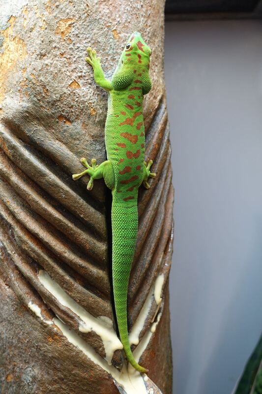 Anders als seine nachtaktiven Verwandten ist der Madagaskar-Taggecko sehr farbenfroh. Unter Kennern ist er sehr beliebt. Für ihn