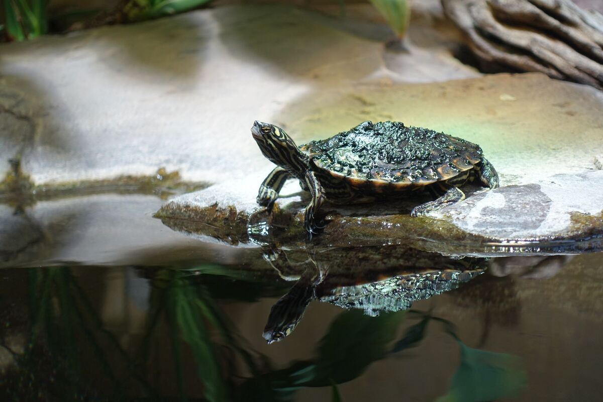 Eine kleine Schildkröte mit großem Namen ist die Gelbflecken-Zwerghöckerschildkröte. Sie kommt nur an einigen Stellen im Fluss-S