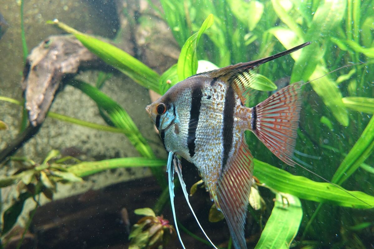 Der Skalar teilt sich im Aquarium der Wilhelma eines von 71 Becken mit Salmler- und Wels-Arten, die, wie er, aus dem Einzugsgebi