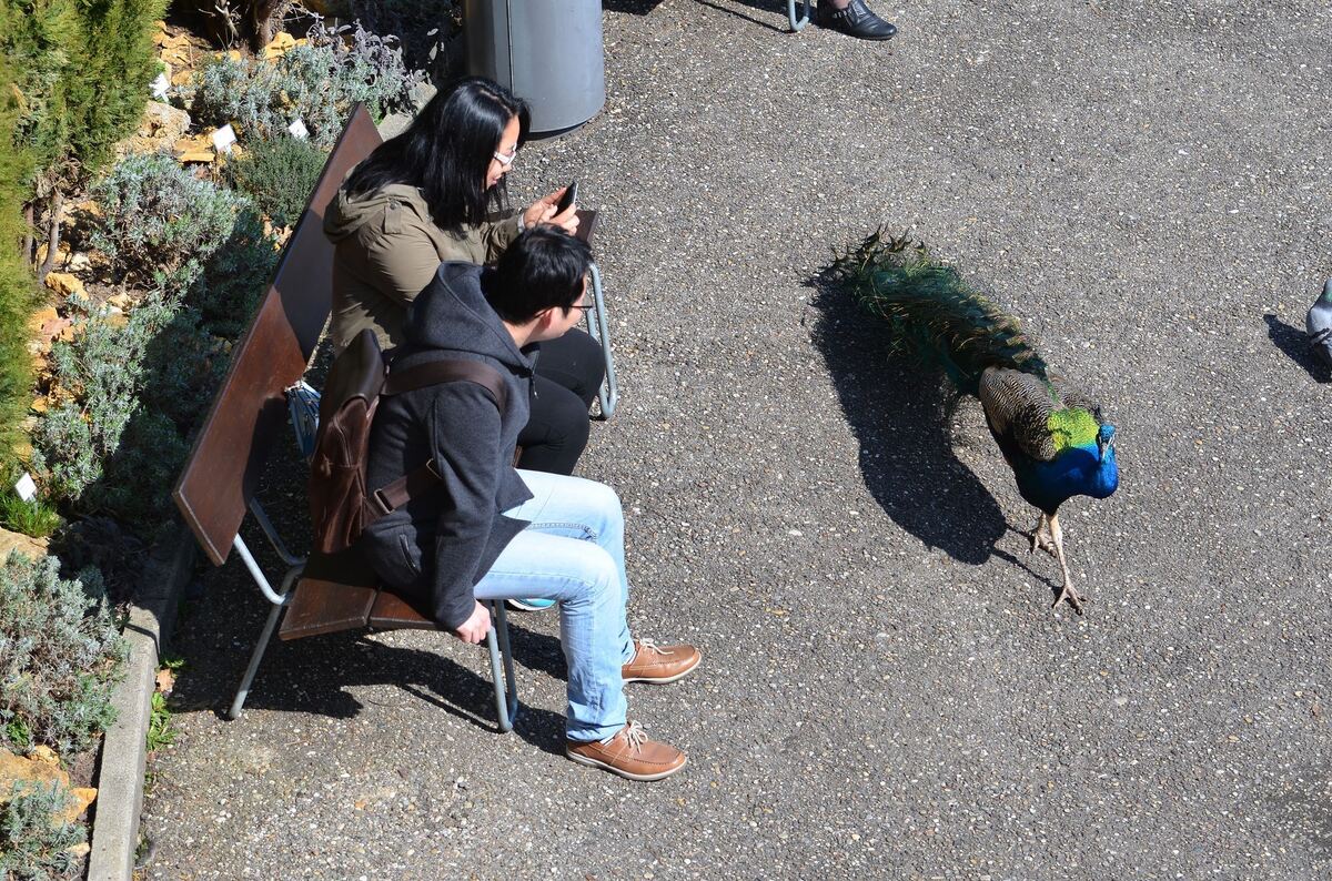 Rund ein Dutzend der Blauen Pfaue stolziert frei durch die Wilhelma. Über die berühmte Schleppe aus bis zu anderthalb Meter lang