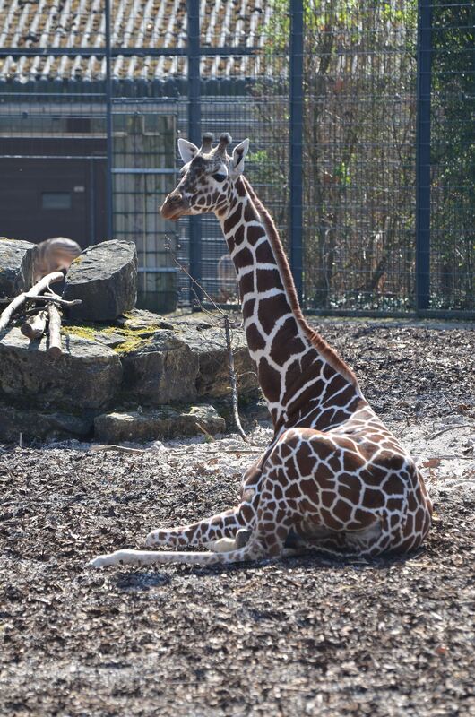 Giraffen, wie hier die fünf Jahre alte Netzgiraffe Anna in der Wilhelma, sind nicht die größten Landtiere, denn Elefanten und Na