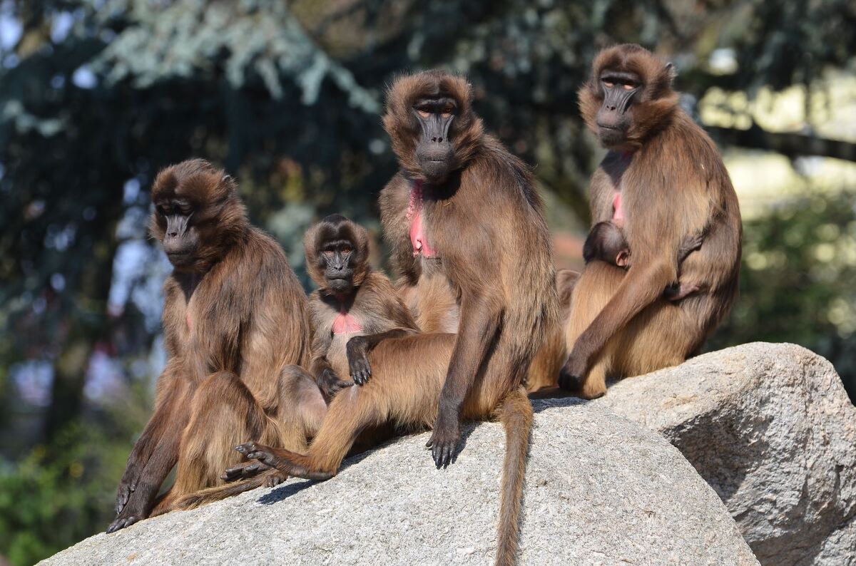 Die Wilhelma hält eine der größten Dschelada-Gruppen. Wegen ihrer nackten, leuchtend roten Brust werden sie auch Blutbrustpavian