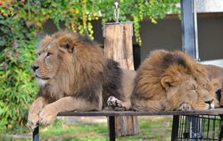 Das Brüderpaar der Asiatischen Löwen gehört zu den großen Publikumslieblingen in der Wilhelma.  FOTOS: STEPHAN ZENKE