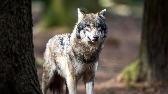 Wolf im Wildpark