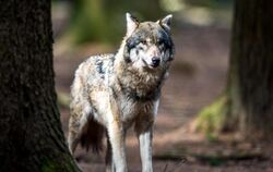 Wolf im Wildpark