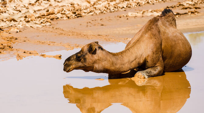 Fremde Länder, fremde Tiere: Wasser in der Wüste freut das Kamel. FOTO: FOTOFREUNDE OFTERDINGEN Fremde Länder, fremde Tiere: Wasser in der Wüste freut das Kamel. FOTO: FOTOFREUNDE OFTERDINGEN