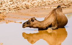 Fremde Länder, fremde Tiere: Wasser in der Wüste freut das Kamel.  FOTO: FOTOFREUNDE OFTERDINGEN