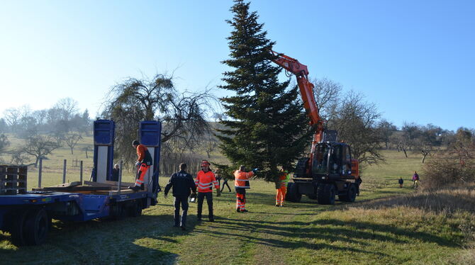 In Hechingen wurde eine Tanne fürs Kanzleramt gefällt. FOTO: STADT HECHINGEN