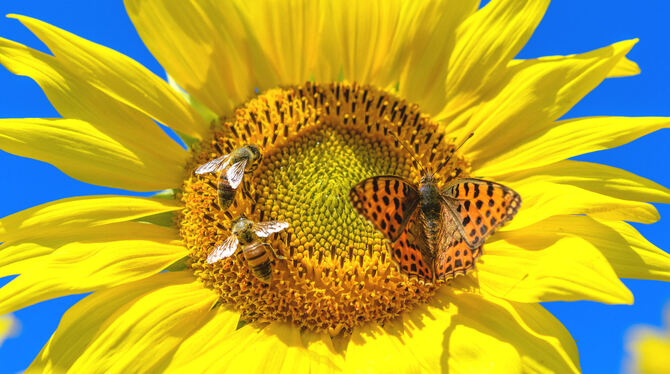 Ohne Insekten keine Bestäubung, ohne Bestäubung keine Ernte: Die Zahlen der Bienen und Schmetterlinge sind zurückgegangen.  FOTO