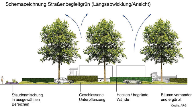 Mehr Bäume,  grüne Wände und Unterpflanzungen: Im Begrünungskonzept für die  Lederstraße  arbeiten Pflanzen auf verschiedenenen