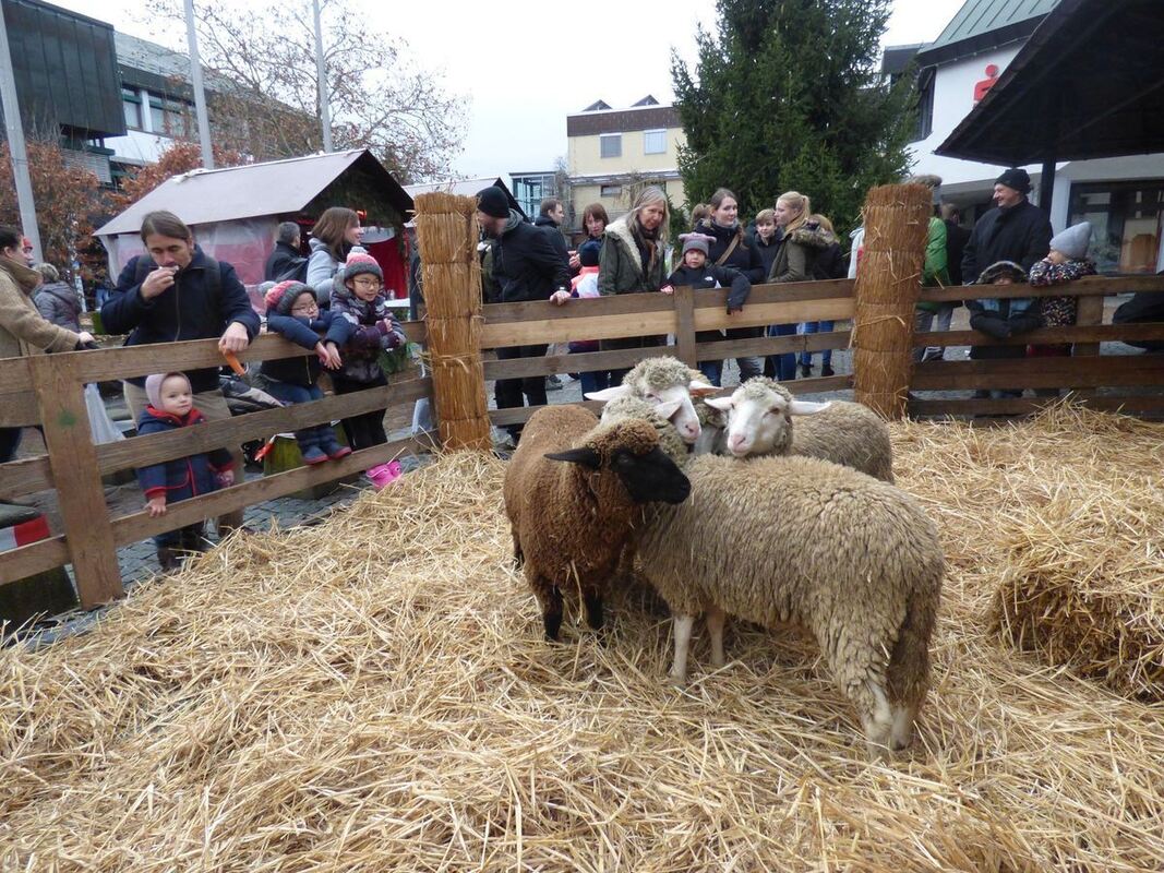 wmarkt-pliezhausen-wannweil_boerner_02-12-2018_19