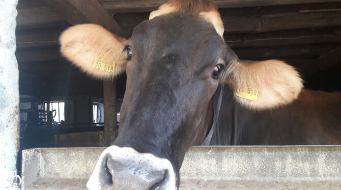 Eine von 240: Milchkuh auf Achim Scheppers Hof.  FOTO: ZMS