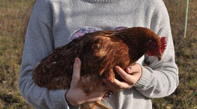 Chantal, die in einer Legebatterie leben musste, ist heute ein glückliches Huhn. Bei Greta Bader hat sie ein zweites Leben gesch