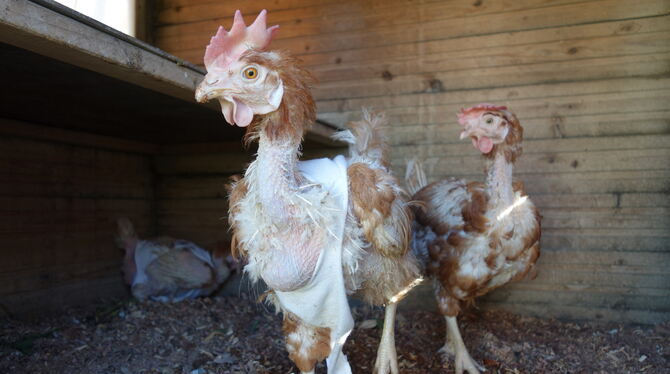 Bilder, die keinen kalt lassen: So sah Chantal aus, als sie zu Familie Bader kam.