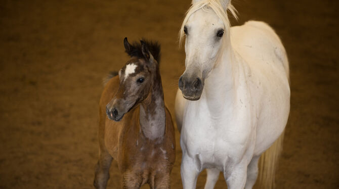 Arabische Pferde in Marbach.  FOTO: GER