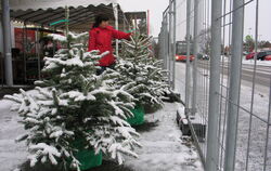 Weihnachtsbäume im Topf mit Wurzelballen sind beliebt, auch wenn die wenigsten von ihnen nach dem Fest im eigenen Vorgarten Plat