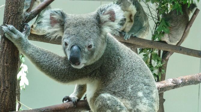 Die Wilhelma-Koalas gehören der Unterart der Queensland-Koalas an. Dieses Männchen stammt aus der Zuchtgruppe von Dreamworld, au