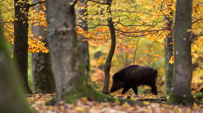 Wildschweine verursachen Schäden. Damit diese nicht ausschließlich von den Jagdpächtern zu tragen sind, richtet die Stadt Metzin
