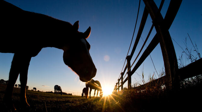 Pferde grasen im Licht der aufgehenden Sonne auf einer Koppel.  FOTO: DPA