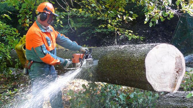 Die Bewirtschaftung des Waldes wird für Eningen teurer.   FOTO: DPA