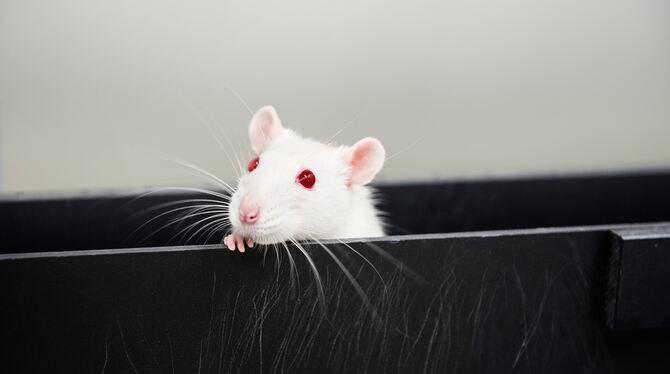 Mit Hilfe ihrer Schnurrhaare ertasten Ratten aktiv ihre Umgebung.  FOTO: STEINHILBER