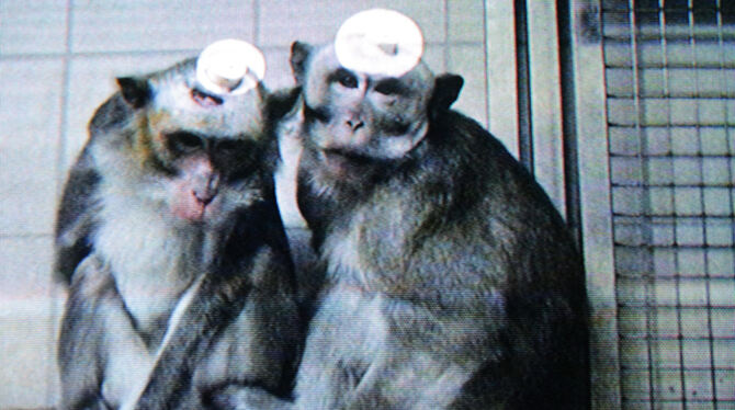 Affen mit Metallimplantaten am Kopf: Solche Fernsehbilder schockierten im September 2014 die Öffentlichkeit.  FOTO: MEYER
