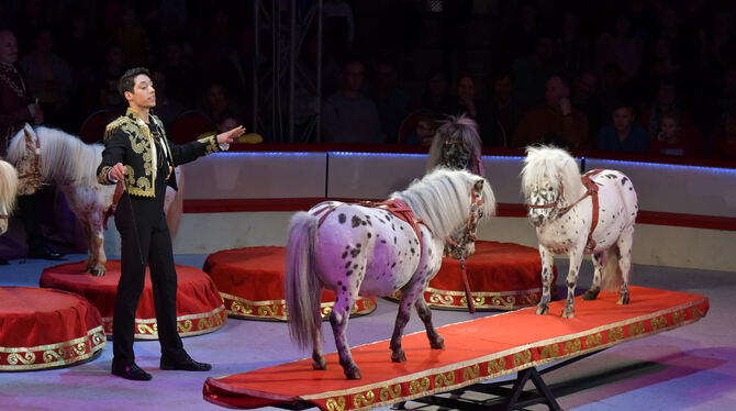 Außergewöhnliche Show mit Tieren: die putzige Ponyschaukel.