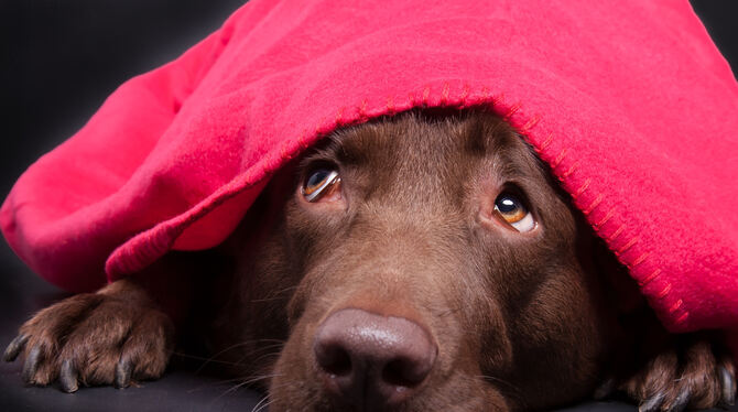 Hund beißt Alpaka Hoden ab