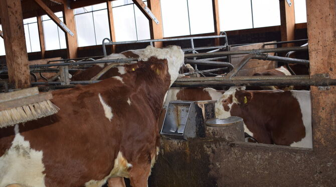 Endlich wieder frisches Wasser saufen: Im Kuhstall von Landwirtfamilie Werner freut sich diese Milchkuh über die wieder funktion
