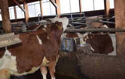 Endlich wieder frisches Wasser saufen: Im Kuhstall von Landwirtfamilie Werner freut sich diese Milchkuh über die wieder funktion