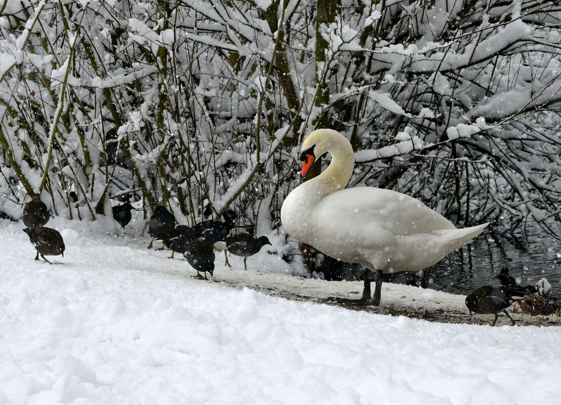 winter_januar2019_niethammer_18