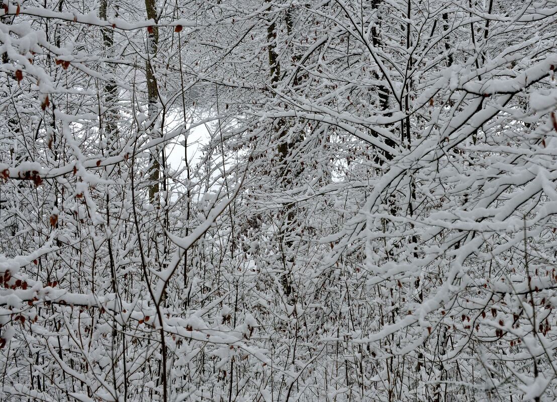 winter_januar2019_niethammer_13