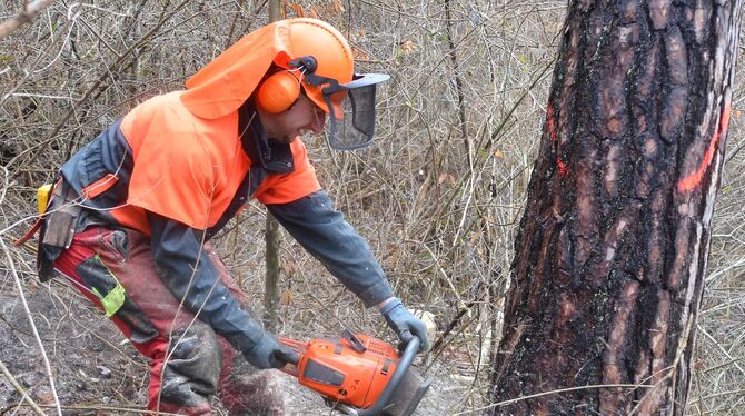 Baumfällen ist harte Arbeit  im steilen und rutschigen Hangwald.