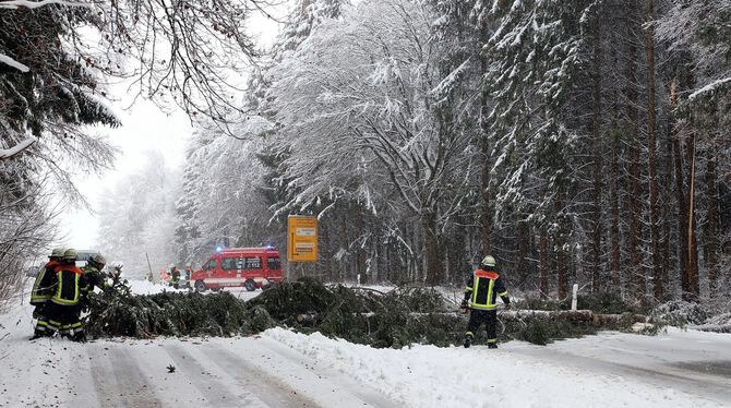 Einsatz an Dreikönig: Die Feuerwehr musste zwischen Engstingen und Haid von Schneebruch gefährdete Bäume wegräumen.  FOTO: BAIER