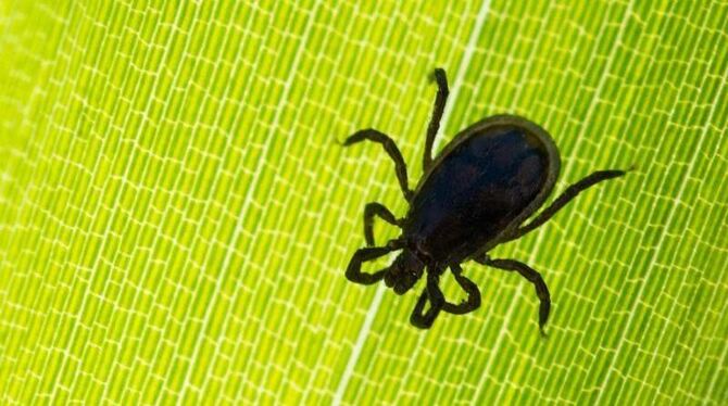 Zecke auf einem Blatt Zecke auf einem Blatt