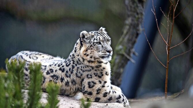 Bei den Schneeleoparden erwarten die Wilhelma-Verantwortlichen in diesem Jahr noch Nachwuchs.  FOTO: DPA
