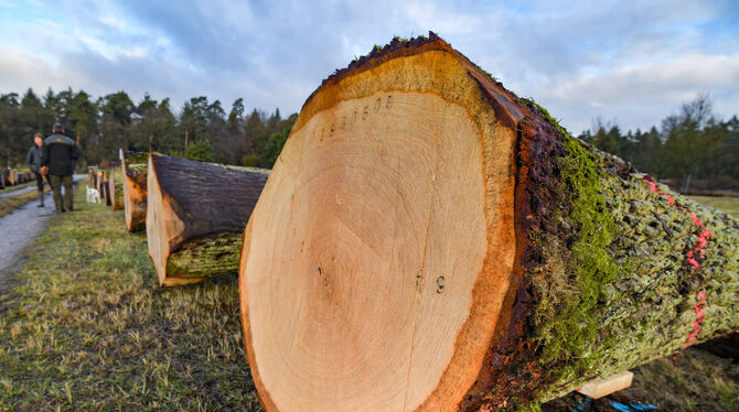 Holz gemeinsam vermarkten: Diese Absicht verfolgt der Kreis weiterhin.  FOTO: DPA