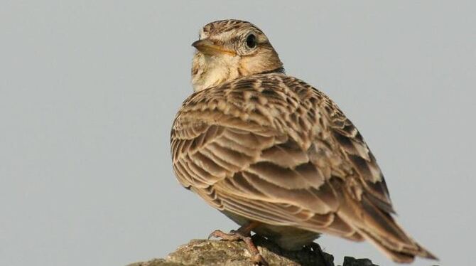 Feldlerche Feldlerche