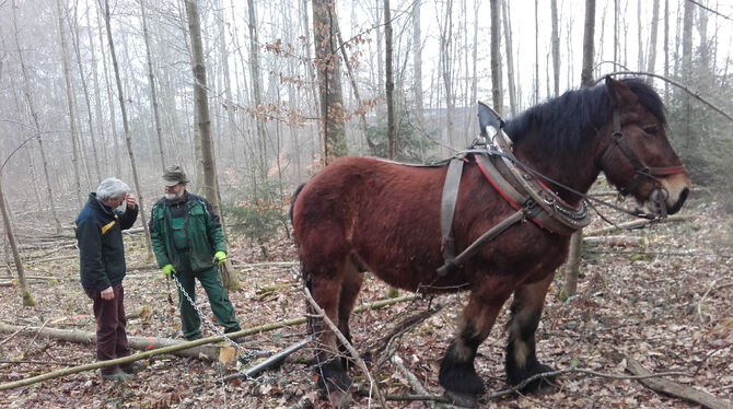 Auf unwegsamem Gelände im Kusterdinger Wald kommen Pferde beim Holzrücken zum Einsatz