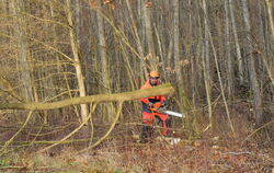 Die Baumfällarbeiten an der B 297 entlang des Neckars laufen seit Mitte Januar und dauern auch noch weiter an. Autofahrer müssen