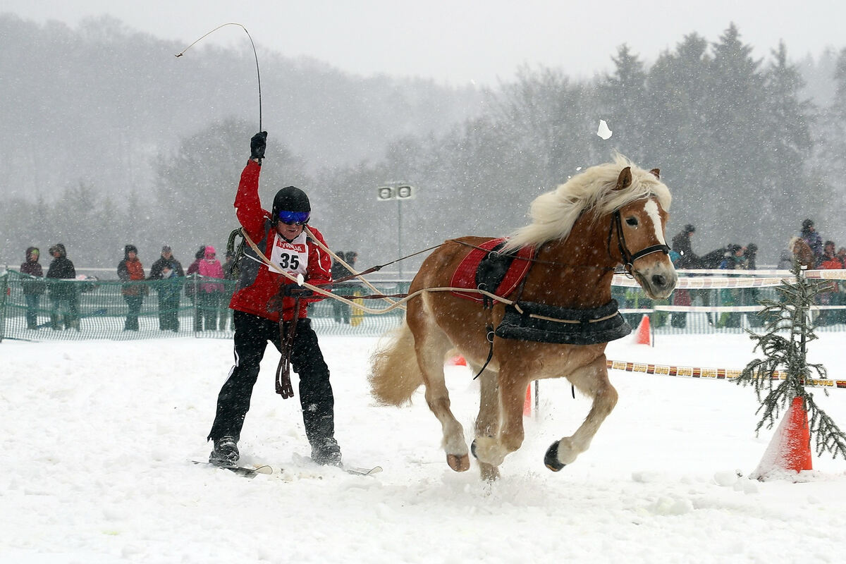 Skijöring beim Reitverein Trochtelfingen