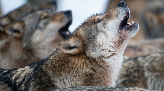 Die Aussicht auf Wolfsgeheul auf der Alb jagt Schäfern und Jägern kalte Schauer über den Rücken.  FOTO: DPA