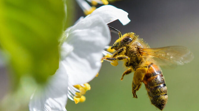 Falls Dr. Carl-Gustav Kalbfell neuer Reutlinger OB werden sollte, will er seine Bienen ins Rathaus mitnehmen. FOTO: DPA