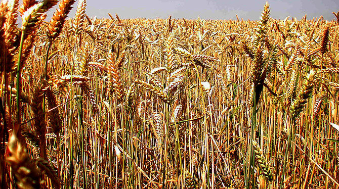 Das meiste Getreide, das in der Region angebaut wird, wird hier weder weiterverarbeitet noch verbraucht. FOTO: NIETHAMMER