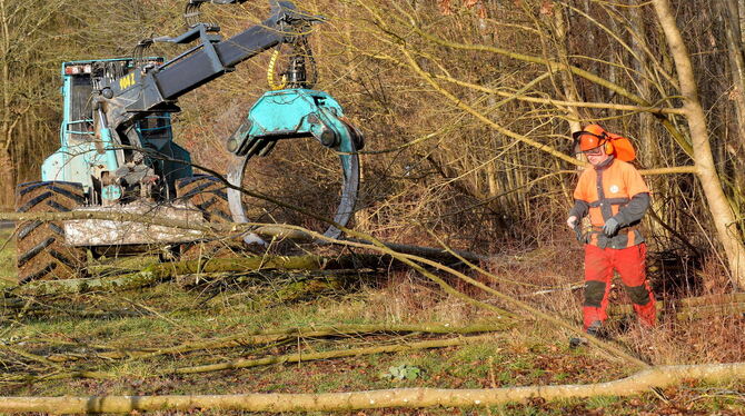Die Baumfällarbeiten entlang des Neckartals bei Pliezhausen dauern noch an. Die Bundesstraße bleibt gesperrt. FOTO: KUS