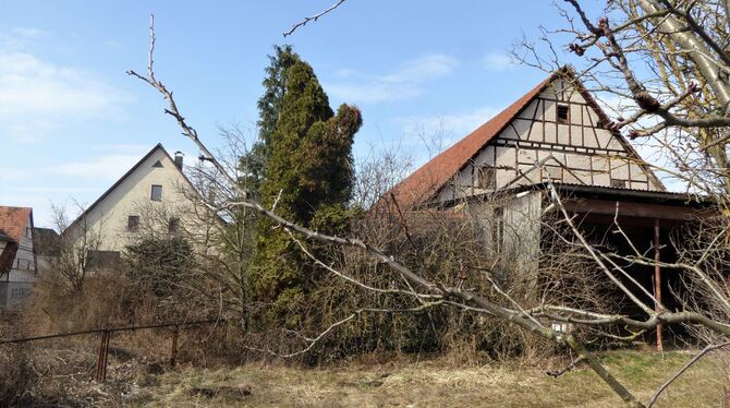 Das wilde Fleckchen im Umfeld des Klosterhofs soll mit 30 Wohnungen bebaut werden.  FOTO: BERNKLAU