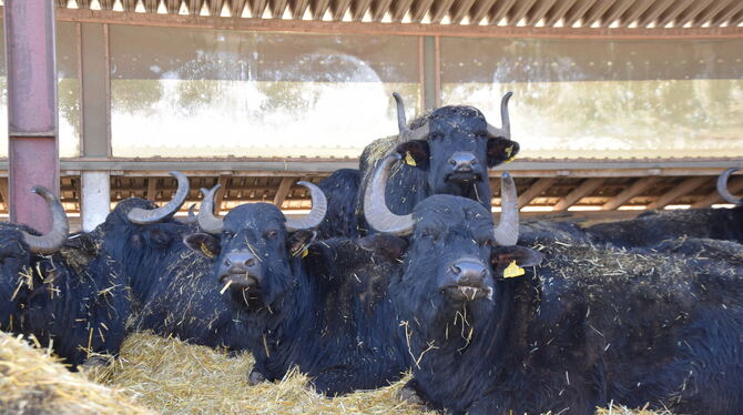 Angenehmer als Schnee und Dreck: Die Albbüffel genießen die dicke Strohmatratze. Angenehmer als Schnee und Dreck: Die Albbüffel genießen die dicke Strohmatratze.